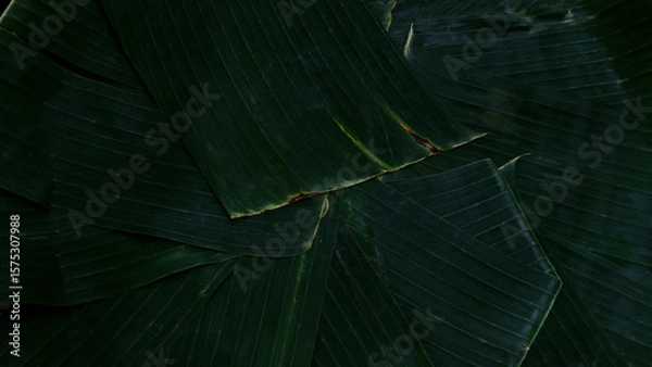 Fototapeta Banana leaves nature background overlapping. Rural pattern wrapping or placing local tropical snacks