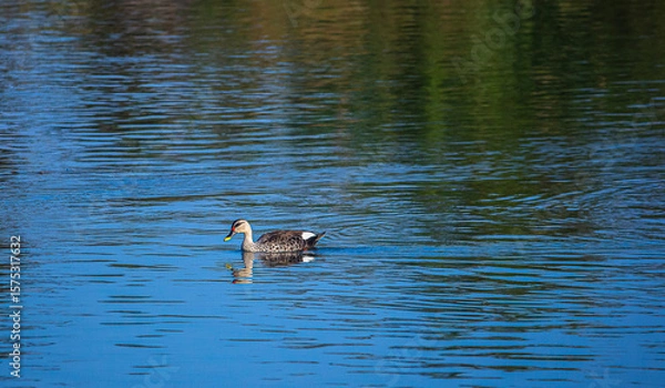 Obraz duck on the water