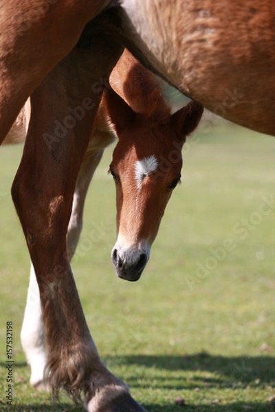 Obraz Fohlen und Stute