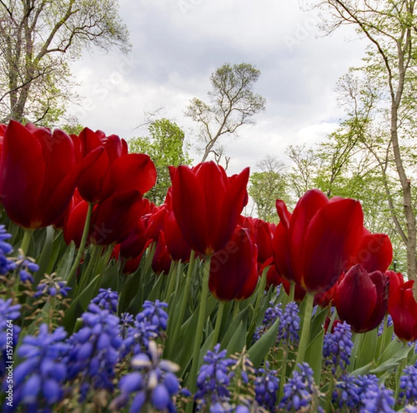 Obraz red tulips in spring