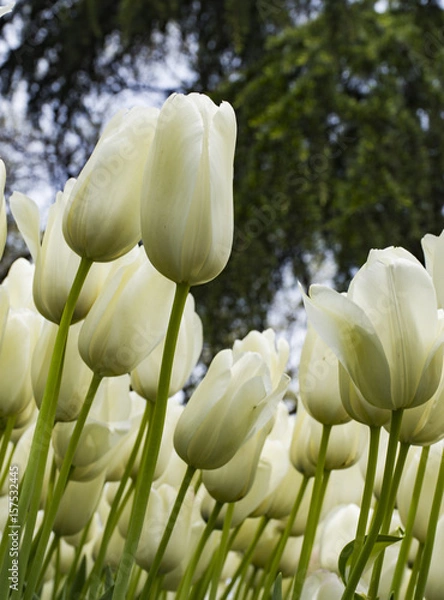 Obraz white tulips in the garden