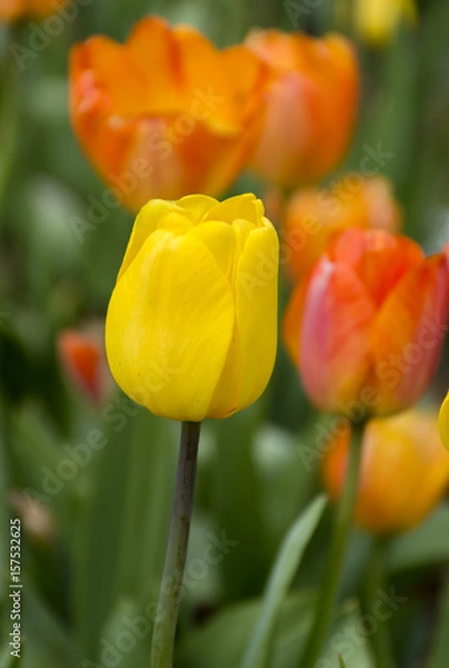 Obraz red and yellow tulips