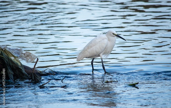 Obraz great blue heron