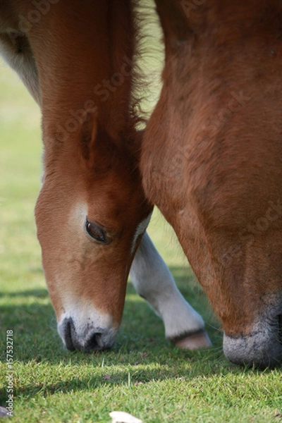 Obraz Fohlen und Stute