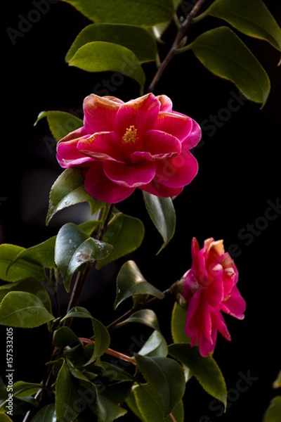 Obraz pink rose bush