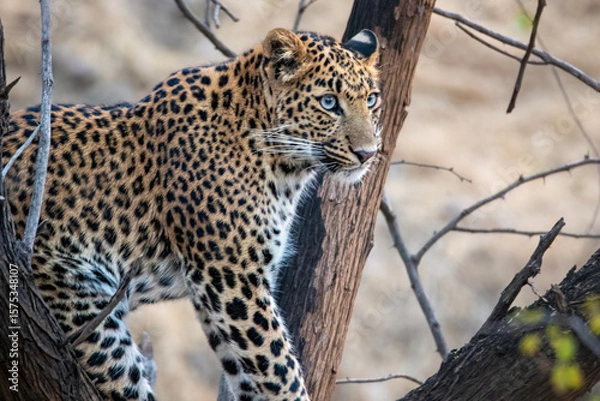 Obraz Leopard Surveying Its Territory from Tree Perch