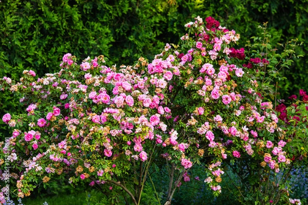 Fototapeta bushes laden with new and old pink flowers