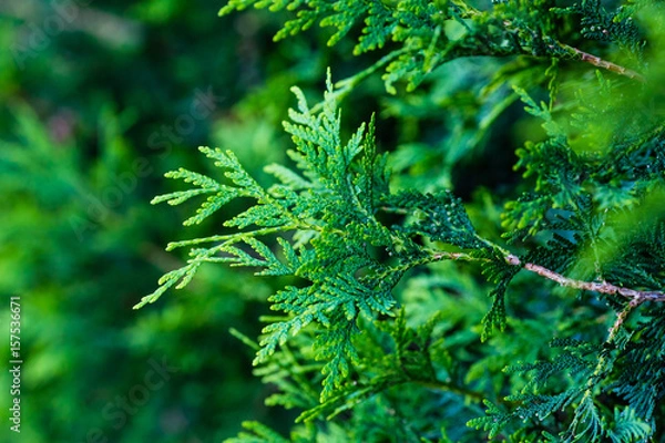 Fototapeta close up of a very large evergreen bush
