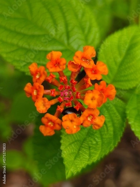 Obraz red and yellow flowers