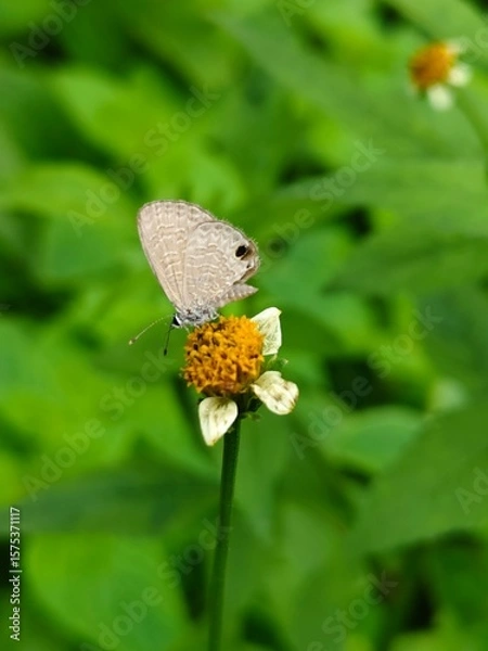Obraz butterfly on a flower
