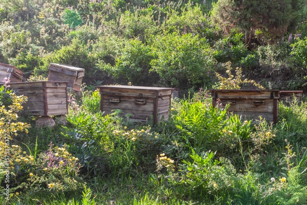 Obraz Row of old beehouses in home garden and wooden boxes for beekeeping Homemade honey production apiculture