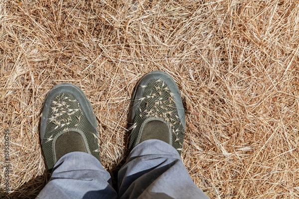Obraz Person's feet are shown in a field of dry grass