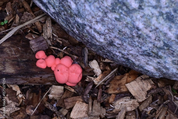 Fototapeta The pink bodies of Lycogala epidendrum, commonly known as wolf's milk or groening's slime, growing in the bark mulch of an Alaska garden.