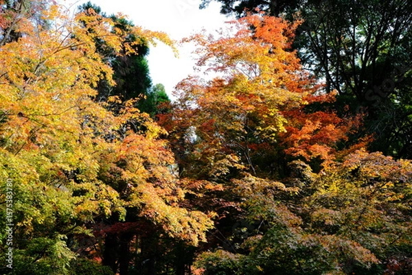 Obraz 京都、紅葉、佛寺、寺院、文化財、木造建築、古代建築、日本文化、歷史名勝、古都京都の文化財、木、綠色、青空、秋、絶景、写真素材