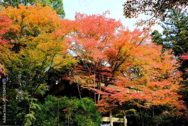 Fototapeta 京都、紅葉、佛寺、寺院、文化財、木造建築、古代建築、日本文化、歷史名勝、古都京都の文化財、木、綠色、青空、秋、絶景、写真素材