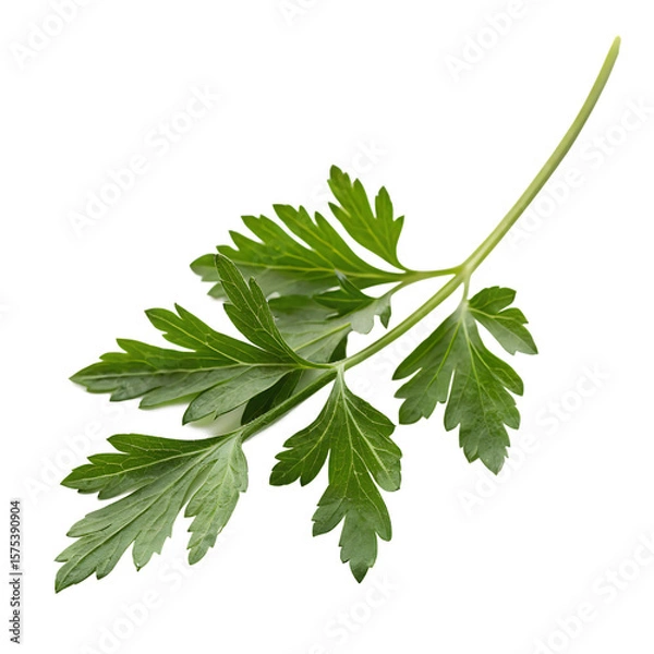 Fototapeta A single fresh green sprig of a culinary herb like rosemary or thyme isolated on a transparent background png.