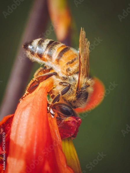 Fototapeta A bee cutting through the base of a red cardinal flower to get to the nectar