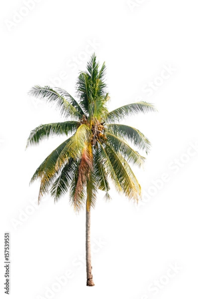 Fototapeta Coconut palm tree on white isolation