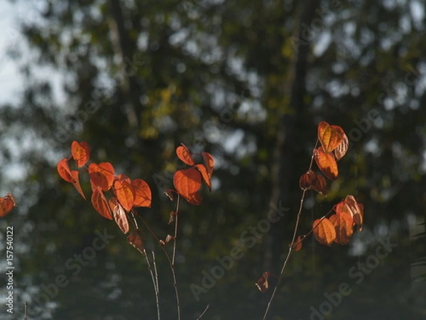 Obraz Autumn leaves on a tree background