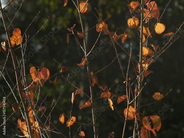 Obraz Autumn leaves on a tree background