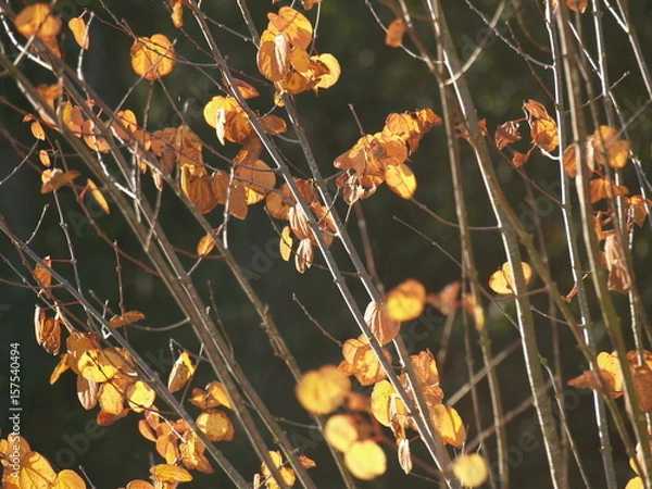 Obraz Autumn leaves on a tree background