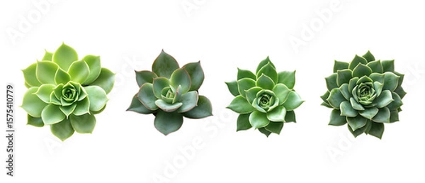 Fototapeta Pack Collection Succulent Plants Echeveria Variety Collection set against transparent background