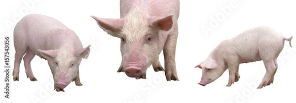 Obraz Funny young little piglets, standing in full length, isolated against the clear white background.
