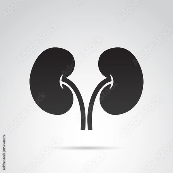 Obraz Kidney vector icon.