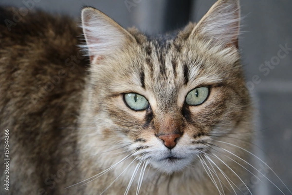 Fototapeta Chat Regard