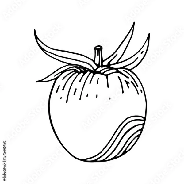 Fototapeta Linear drawing of tomato. Vector illustration. Sketch style for food projects.