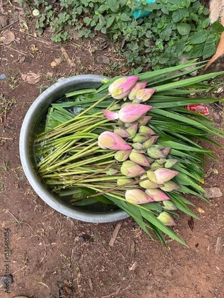 Fototapeta bunches of onions