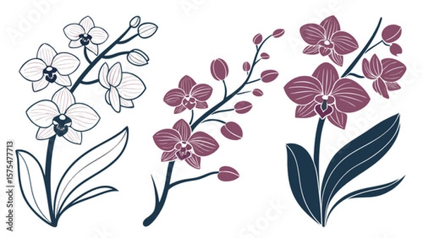 Fototapeta Orchid flower vector art design, botanical illustration of tropical orchids floral design for print and web use