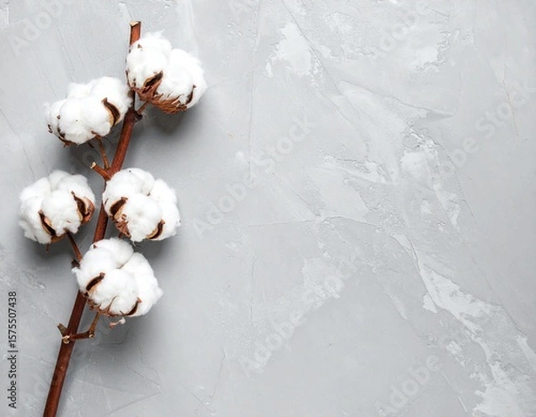 Obraz 콘크리트 위의 목화 한 줄기 Single Cotton Branch on Concrete Background