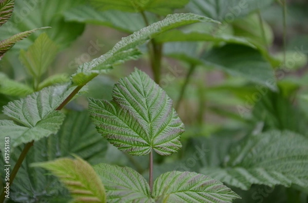 Fototapeta raspberry