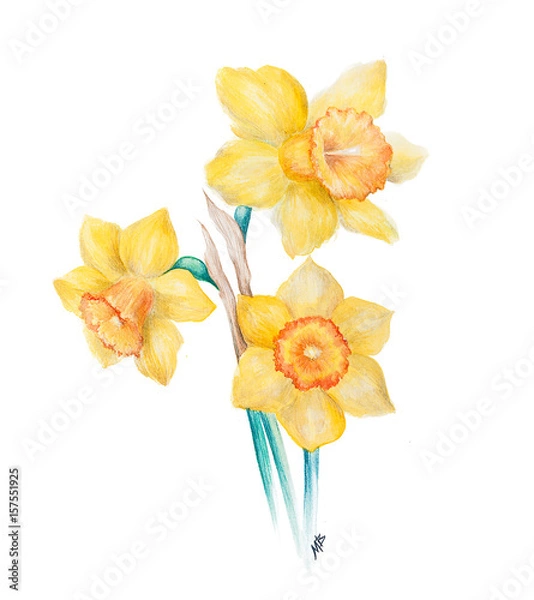 Obraz Watercolor Narcissus flowers