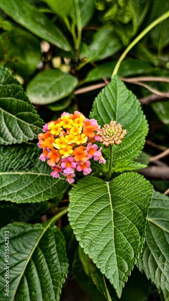 Obraz red and yellow flower