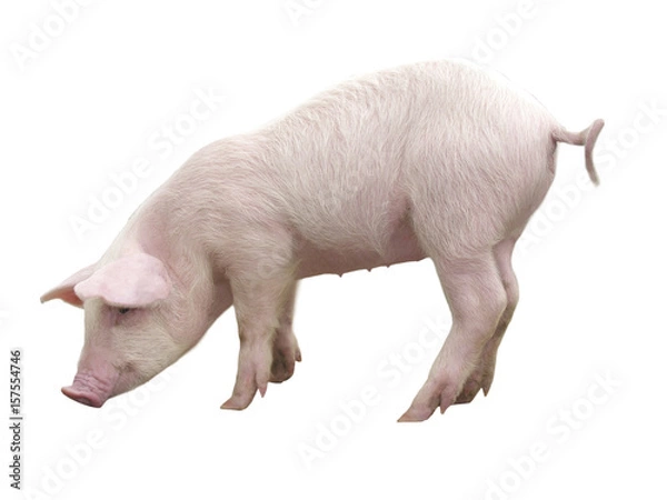 Obraz Funny little piglet, standing in full length, isolated against the white background