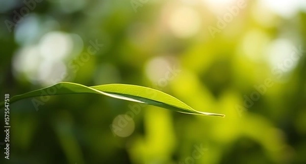 Obraz Single Green Leaf Against a Blurred Green and Yellow Background