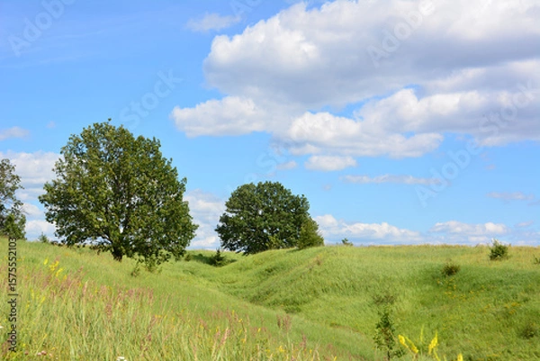Obraz Green hills with some trees Under a Blue Sky with Fluffy Clouds copy space