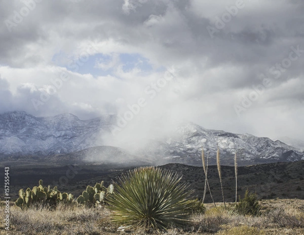 Obraz Arizona Winter