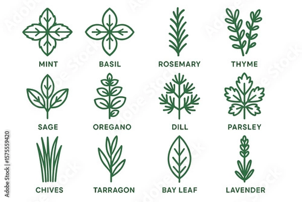 Obraz Illustrated collection of fresh culinary herb icons featuring mint, basil, and more
