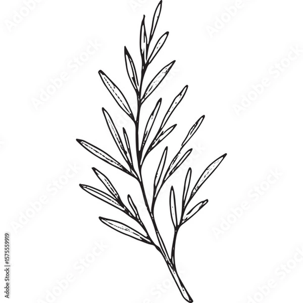 Fototapeta Admire this fine hand-drawn leaf outline, great for design, crafts, and decor. Top-quality vector art