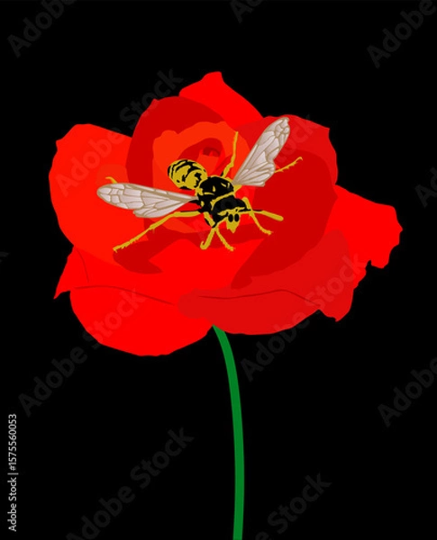 Fototapeta Red rose flower and bee vector illustration isolated. Beautiful plant with insect suck nectar. Pollination of a flower. Useful little animal bee produces honey in garden.