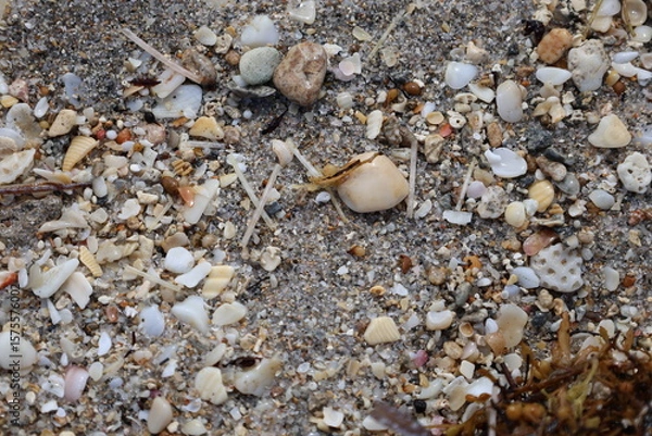 Fototapeta Shells on the beach small closeup