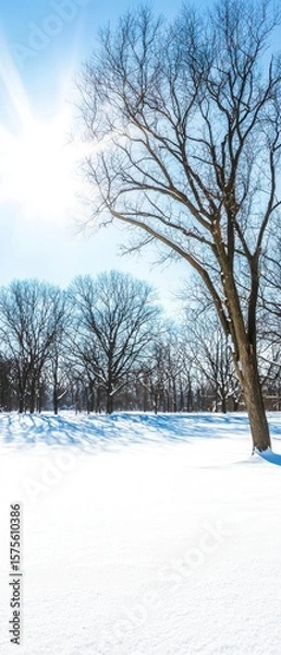 Fototapeta A bright winter day with a clear blue sky, sunlight shining through leafless trees standing on a blanket of fresh snow.