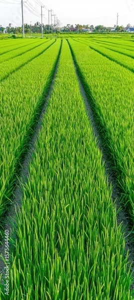 Fototapeta Vibrant green rice paddies stretch into the distance, showcasing neatly planted rows under a clear sky with power lines and trees in the background.
