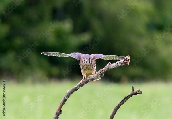 Fototapeta kestrel on a branch