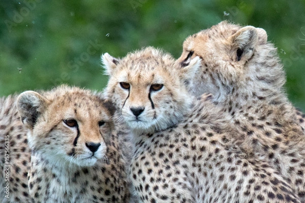 Obraz FURRY BROTHERS