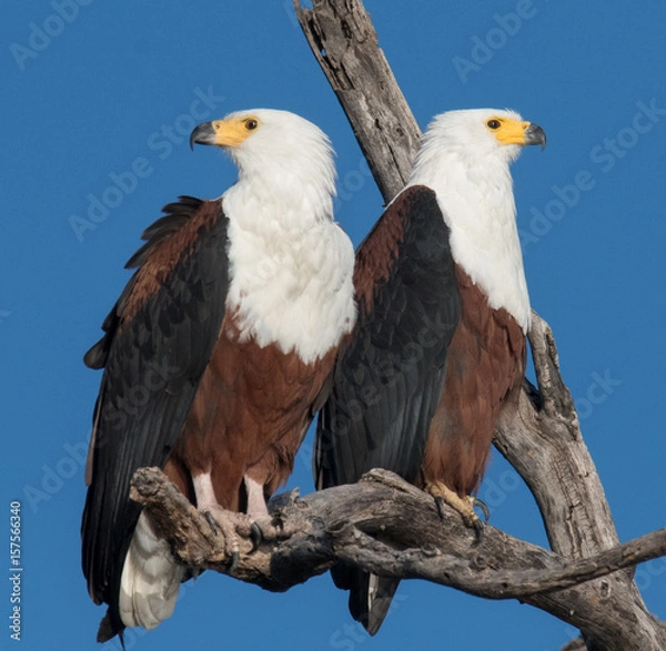 Fototapeta FISH EAGLE BROTHERS