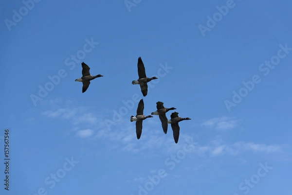 Fototapeta Bernache en vol